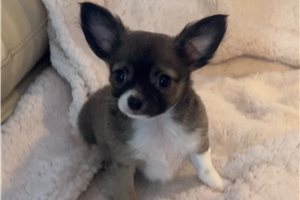 Collin - Chihuahua for sale
