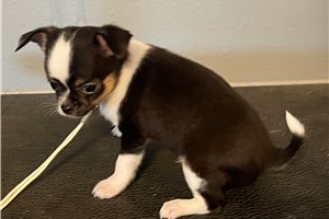 Noah - Chihuahua for sale