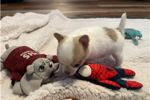 Amber - Chihuahua for sale