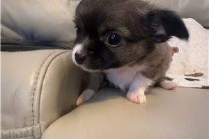 Collin - Chihuahua for sale