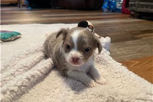Buttercup - Chihuahua for sale