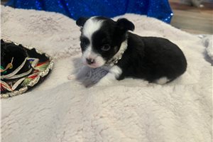 Bailey - Chihuahua for sale