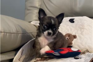 Charlize - Chihuahua for sale