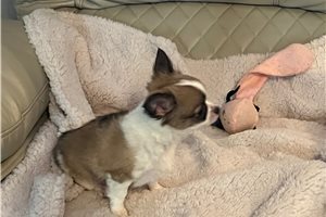 Cricket - Chihuahua for sale