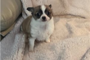 Cricket - Chihuahua for sale
