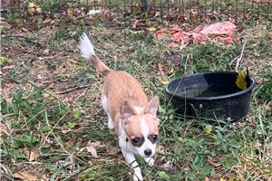 Cricket - Chihuahua for sale