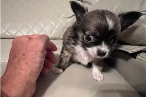 Charlize - Chihuahua for sale