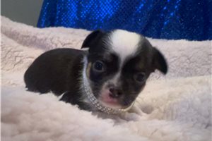Noah - Chihuahua for sale