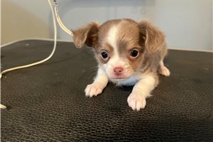 Buttercup - Chihuahua for sale