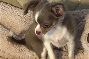 Buttercup - Chihuahua for sale