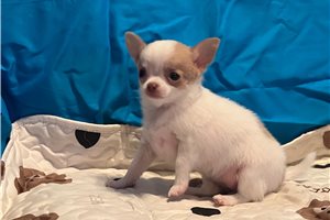 Amber - Chihuahua for sale