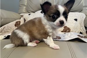 Cricket - Chihuahua for sale
