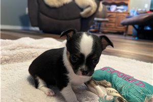 Noah - Chihuahua for sale