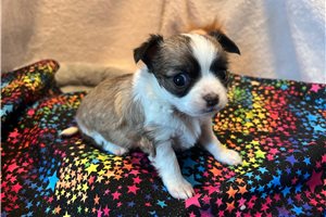 Cricket - puppy for sale