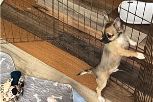Collin - Chihuahua for sale