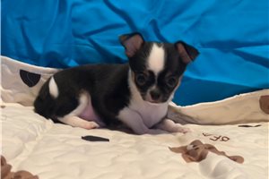 Noah - Chihuahua for sale