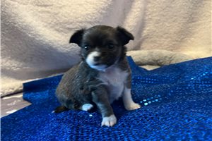 Collin - puppy for sale