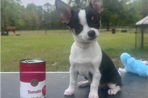Artie - puppy for sale