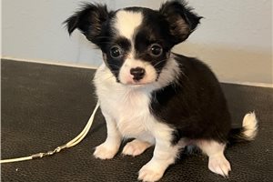 Bailey - Chihuahua for sale