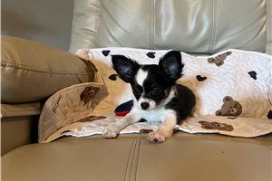 Bailey - Chihuahua for sale
