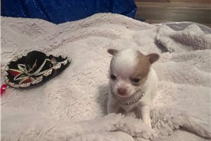 Amber - puppy for sale