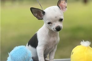 Alexander - Chihuahua for sale