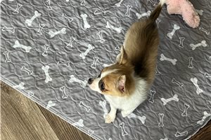 Cricket - Chihuahua for sale