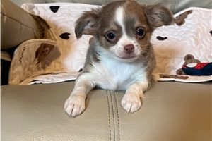 Buttercup - Chihuahua for sale