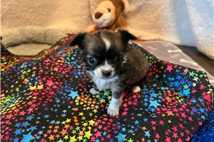 Charlize - Chihuahua for sale