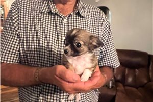 Charlize - Chihuahua for sale