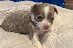 Buttercup - puppy for sale