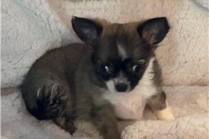Charlize - Chihuahua for sale