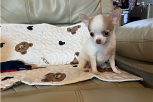 Amber - Chihuahua for sale