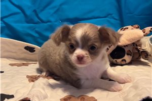 Buttercup - Chihuahua for sale
