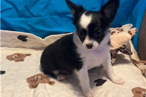 Bailey - Chihuahua for sale