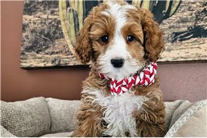 Sprout - Cavapoo for sale