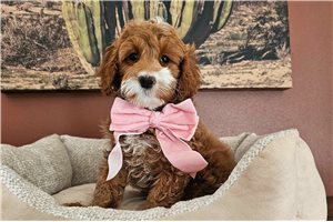 Daisy - Cavapoo for sale