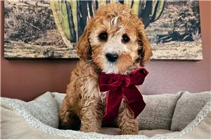 Blossom - Cavapoo for sale
