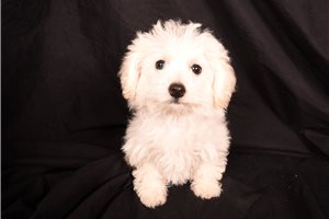 Trish - Bichon Frise for sale