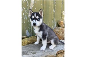 Iona - Siberian Husky for sale