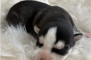 Junie - Siberian Husky for sale