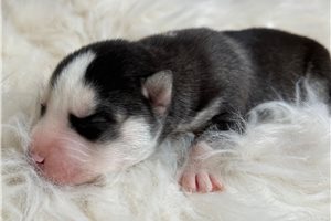 Jarod - Siberian Husky for sale