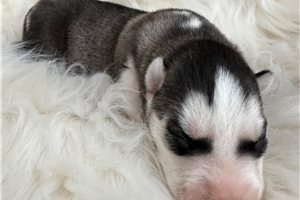 Jenia - Siberian Husky for sale