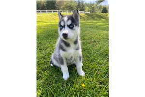 Signy - Siberian Husky for sale
