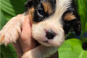 Galahad - Cavalier King Charles Spaniel for sale