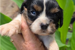 Lancelot - Cavalier King Charles Spaniel for sale