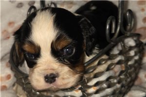 Merlin - puppy for sale