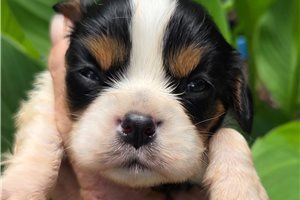 Tristan - Cavalier King Charles Spaniel for sale