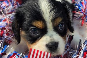 Tristan - Cavalier King Charles Spaniel for sale