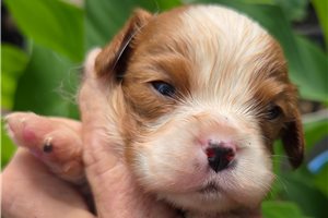 Arthur - Cavalier King Charles Spaniel for sale